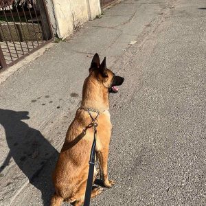 Povodac za trčanje sa psom