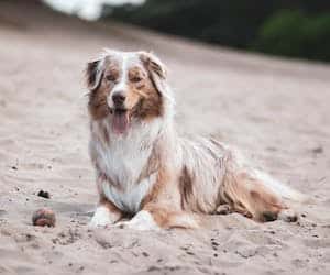 Furminator za dugodlake pse australijski ovčar