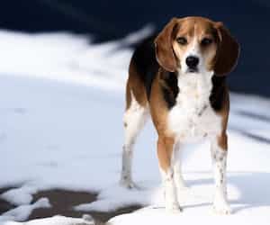Furminator za kratkodlake pse bigl