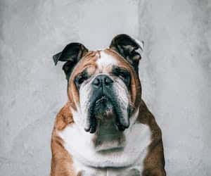 Furminator za kratkodlake pse buldog