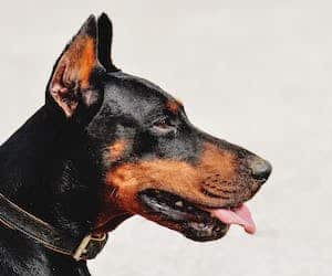 Furminator za kratkodlake pse doberman
