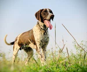 Furminator za kratkodlake pse engleski pointer