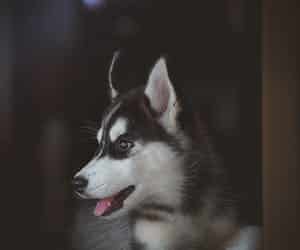 Furminator za dugodlake pse haski