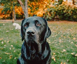 Furminator za kratkodlake pse labrador retriver