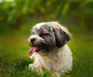 Furminator za dugodlake pse ši-cu