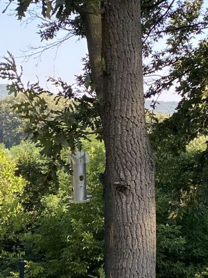 Hranilica za divlje ptice