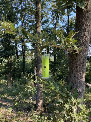 Hranilica za divlje ptice