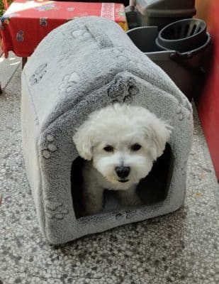 Kućica za pse za stan Nando