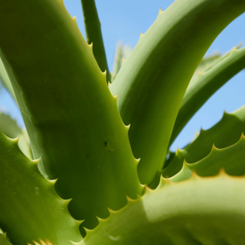 Otrovne biljke za pse aloe vera