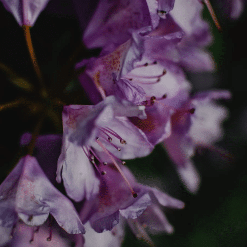 Otrovne biljke za pse azaleja