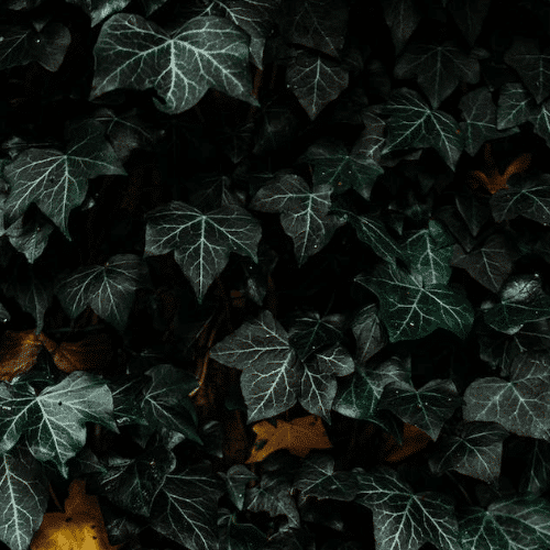 Otrovne biljke za pse bršljan