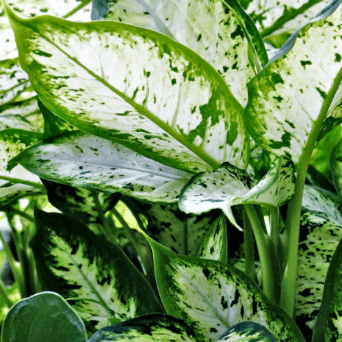 Otrovne biljke za pse difenbahija