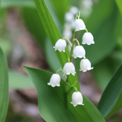 Otrovne biljke za pse đurđevak