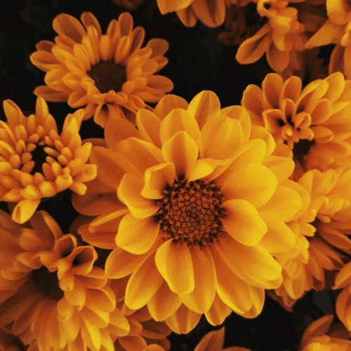 Otrovne biljke za pse hirzantema