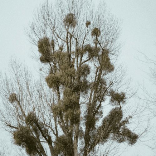 Otrovne biljke za pse imela