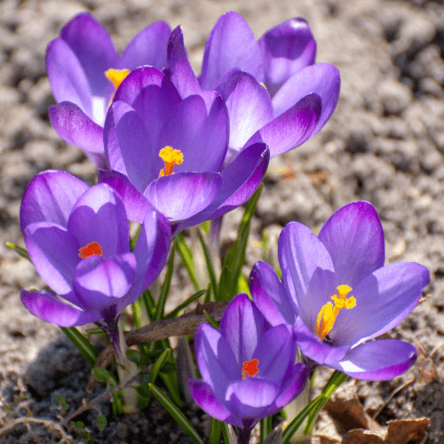 Otrovne biljke za pse jesenji krokus