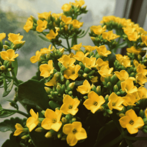 Otrovne biljke za pse kalanhoja