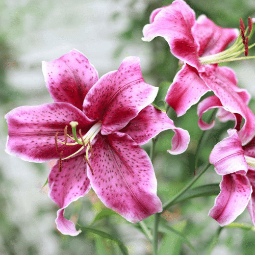 Otrovne biljke za pse ljiljan