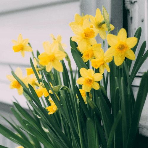 Otrovne biljke za pse narcis