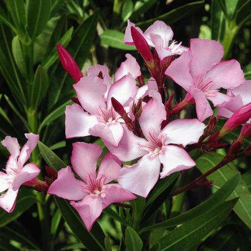 Otrovne biljke za pse oleander