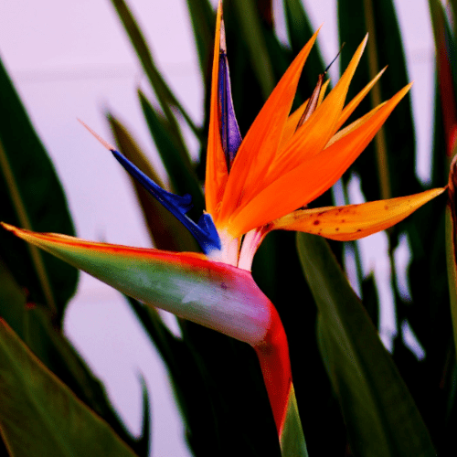 Otrovne biljke za pse rajska ptica