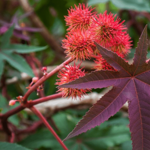 Otrovne biljke za pse ricinus