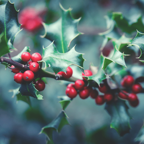 Otrovne biljke za pse zelenika