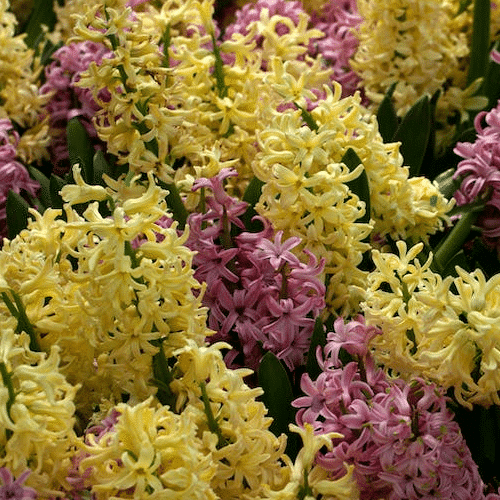 Otrovne biljke za pse zumbul