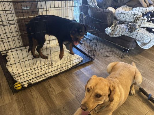 Kavez za pse za stan