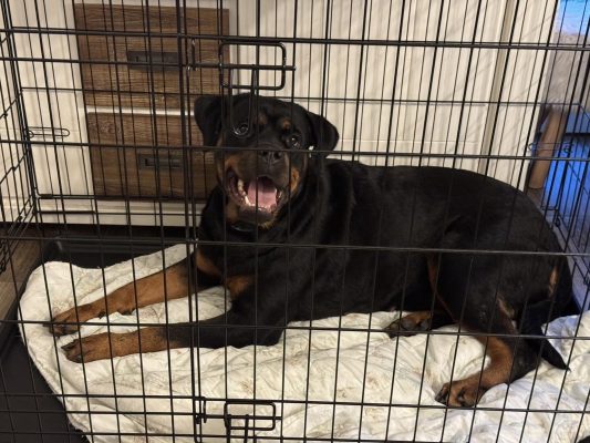 Kavez za pse za stan