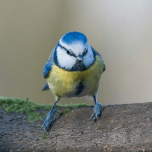 Gnezdo za plave senice