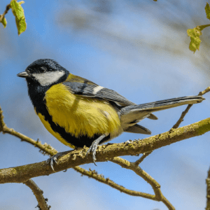 Gnezdo za divlje ptice velika senica