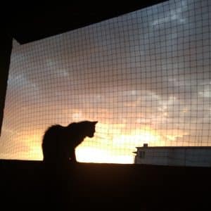 Zaštitna mreža za mačke Trixie