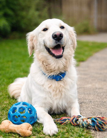 Oprema za pse kućni ljubimci